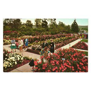 Pageant Of Roses Garden Postcard California 1973 Scenic View 750 Rose Varieties